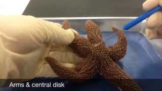 Echinoderm Dissection [upl. by Darrelle644]