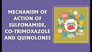 DIGESTER14  MOA OF SULFONAMIDE COTRIMOXAZOLE AND QUINOLONES  PHARMACOLOGY GPAT  NIPER [upl. by Leak]