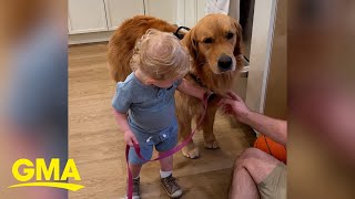 Toddler loves to walk family dog [upl. by Gurney127]