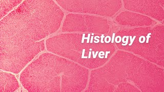 Histology of Liver [upl. by Pickens]