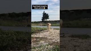 Topal köpek Kangal la böyle saldırdı dog aslan köpek wolf belg kangal youtube keşfet shorts [upl. by Prebo]