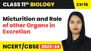 Micturition amp Role of other Organs in Excretion  Class 11 Biology Chapter 16  CBSE 202425 [upl. by Keifer830]