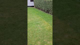 Scarifying and Aerating  do you really need to do them [upl. by Chaffin]