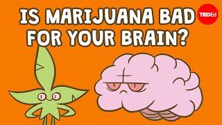 Is marijuana bad for your brain  Anees Bahji [upl. by Slifka]