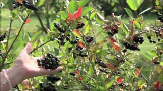 Aronia  A Hardy Superfruit  The Wisconsin Gardener [upl. by Anej310]