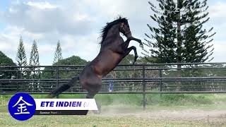 ETE INDIEN Summer FrontEast India by Mizzen Mast COOL SUMMER FARM FEATURED STALLION 2024 [upl. by Nyret]