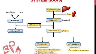 vasoactive peptides [upl. by Inama]