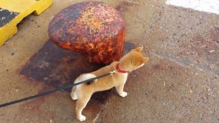 Shiba Inu 柴犬 Barks To Sea Saki Abbaia Mare [upl. by Alemrac]