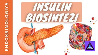 INSULIN BIOSINTEZI  INSULINNI ISHLAB CHIQARILISHI [upl. by Lerak538]