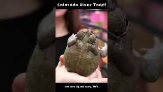 Did you know Colorado River Toads make this adorable sound [upl. by Ynaffyt]