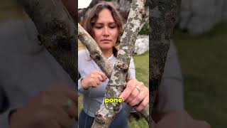 Crea una tumbona en el bosque 🌲 Créditos a marusyashiklina [upl. by Aholah]