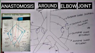 Anastomosis around Elbow joint  collateral and recurrent anastomosis  by charsi [upl. by Anissa464]