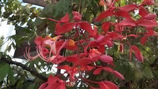 Amherstia nobilis Pride of Burma [upl. by Aslam]