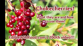 Chokecherries  Identification How to Preserve and Recipe Ideas [upl. by Hairabez]