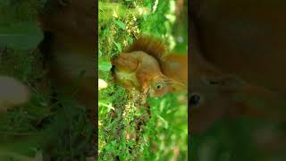 Eurasian red squirrel Sciurus vulgariswildlifephotography nature wildlife redsquirrels [upl. by Adest]