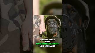 hochintelligente Militärhunde [upl. by Aropizt378]