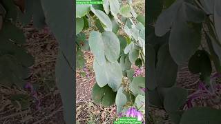 Bauhinia variegata  Fabaceae Family  Sacred Plant bauhinia sacredplant sacredtree sacred [upl. by Lorilyn155]