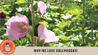 Why We Love Hollyhocks [upl. by Cullin268]