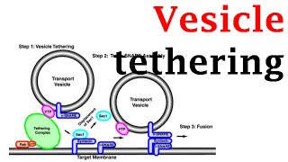 Vesicle tethering [upl. by Masry]