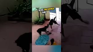 Dog saves a girl in the smartest way ever ❤️ [upl. by Lawley]