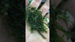 How to grow liverwort Chiloscyphus polyanthos St Winifrid’s MossPale Liverwort [upl. by Sheline316]