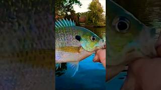 DARK Colored Bluegill Catch From A Lake 👌👌👌 Shorts Fishing [upl. by Dniren253]