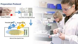 Immunohistochemistry IHC [upl. by Gish309]