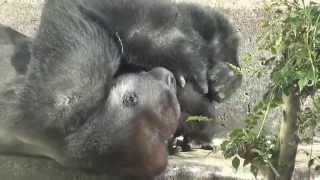 Gentaro playing with his father Momotaro in the Kyoto Municipal Zoo Japan [upl. by Cressler889]