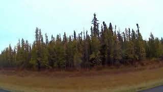 Fall Colors Driving from Rocky Mountain House to Nordegg [upl. by Bessie155]