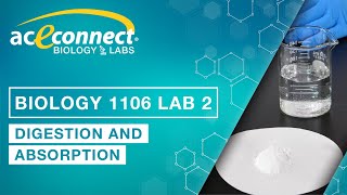 Biology Lab  DigestionAbsorption [upl. by Kinom83]