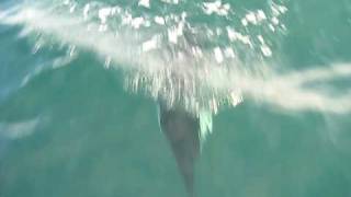 porpoises in the Puget Sound Washington state [upl. by Namielus321]