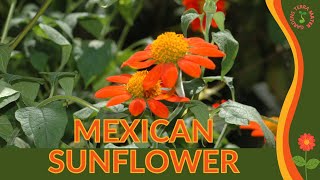 MEXICAN SUNFLOWER Information and Growing Tips Tithonia rotundifolia [upl. by Sumaes871]