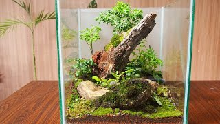 Making Green Mossy Forest terrarium plantedtank hobihijau greenhobby [upl. by Cirre]