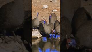 Guineafowl Sounds  Helmeted Guineafowl [upl. by Serle731]