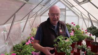 Early Autumn Jobs for the Pelargonium Grower  Part 1 [upl. by Lawler336]