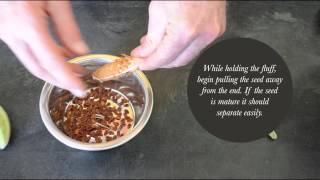 Cleaning Milkweed Seed by Hand is Easy [upl. by Josie957]