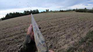 CHASSE AUX PALOMBES ET AUX PIGEONS DANS LE VAUCLUSE [upl. by Patrich]