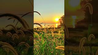 Wheat Field And Natural Sound  White Noise  Short Video  For a Good Sleep And Studying [upl. by Filmer840]