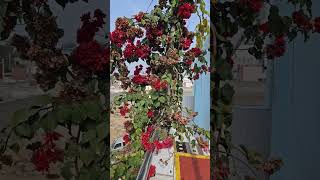 फूलों से कैसे पाएं विशेष लाभ How to get special benefits from flowers [upl. by Carce]