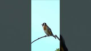 Beautiful Goldfinch singing 👌👌👌👍￼ [upl. by Attiuqaj]