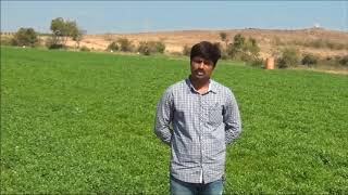 Farmers Voice of Mr Dinesh Adsul  A coriander growing Farmer [upl. by Pomona552]