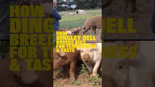 How This Farmer Breeds Pigs for Tenderness amp Flavour regenerativefarming traceable [upl. by Wayne]