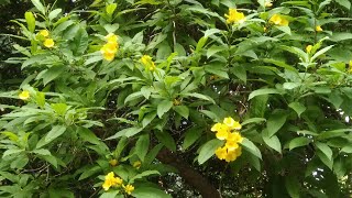 Tecoma Stans  Yellow Bells  FastGrowing Evergreen Shrub  Flowers and Tree [upl. by Eiro62]