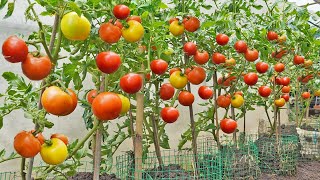 No need to buy tomatoes anymore Here is the Tomato Growing Solution for your family [upl. by Acinimod258]