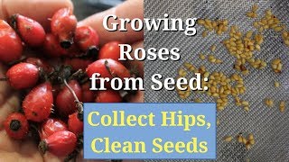 Growing Roses from Seed Collect Hips Clean and Save Seeds [upl. by Dysart]