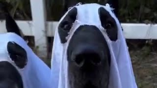 doggie nakiuso din sa happy Halloween [upl. by Amathist619]