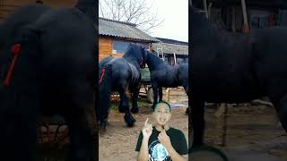 ardennes horse viral shortvideo [upl. by Perseus824]