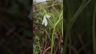 Habenaria longicorniculata Ground orchid Monsoon Grasslands Coorg Wildlife [upl. by Leler]