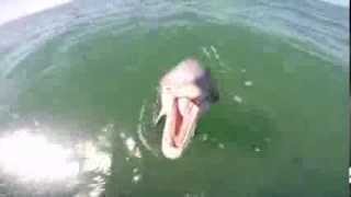 Dolphin tries to eat GoPro [upl. by Hennessey631]