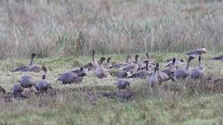 Pink footed Geese [upl. by Boehmer]